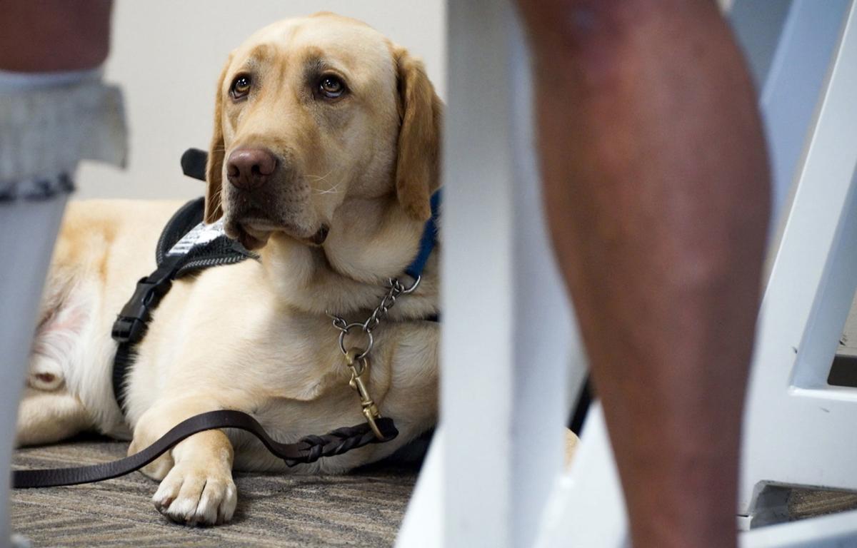 Arizona Makes Misrepresenting Pets As Service Animals