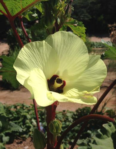Okra flower