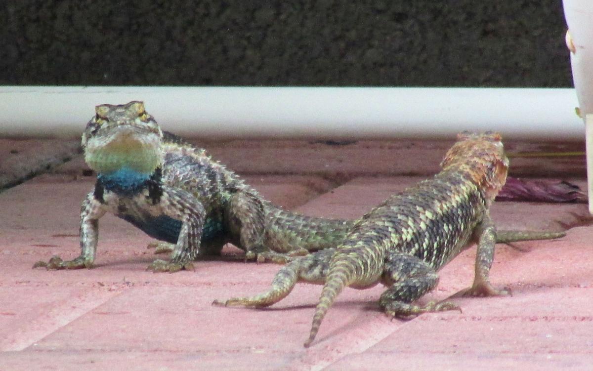 Surprisingly beautiful Southern Arizona lizards | Pets | tucson.com