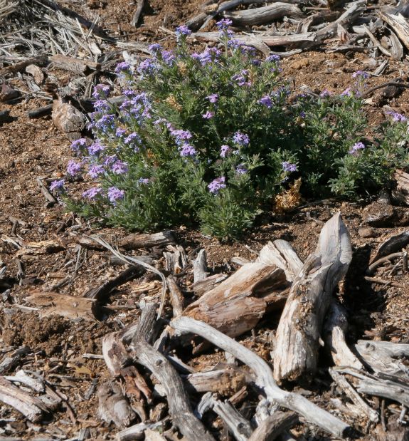 Fire danger in Oracle has officials pushing for better protection for homes