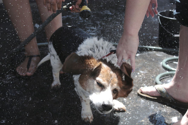 Dirty dogs get a good scrub    