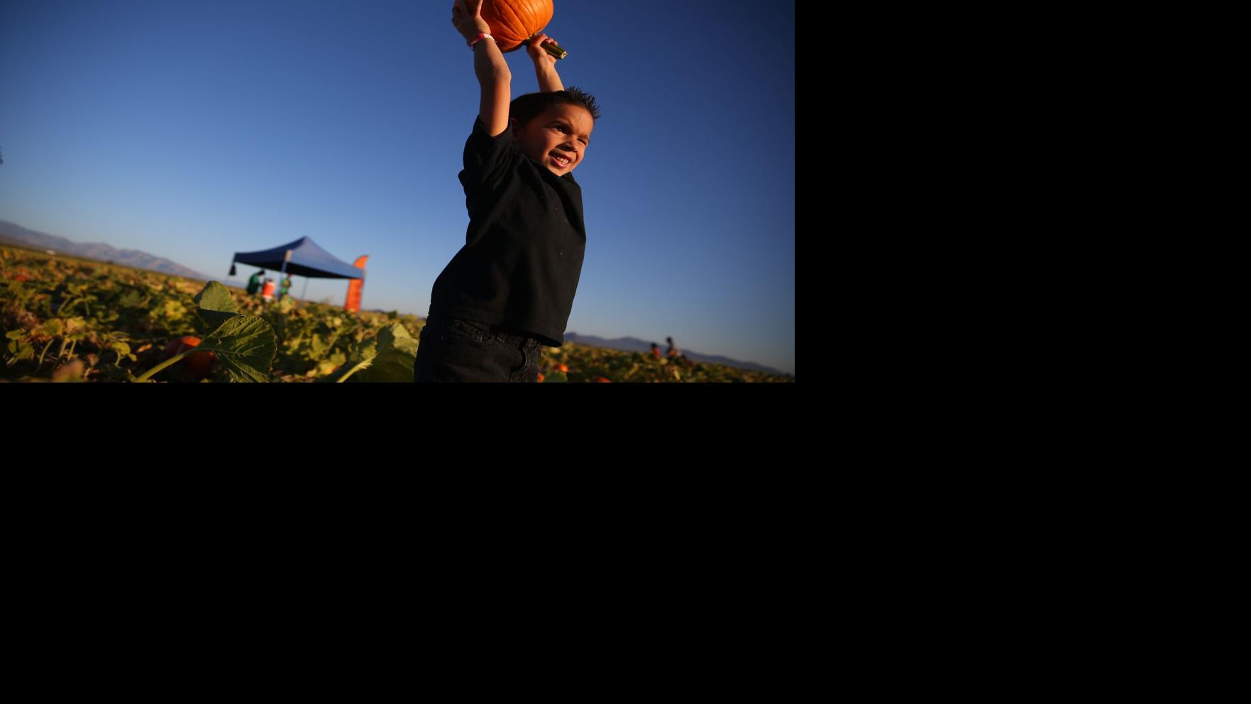 Things to do in Tucson: plant sales, Chappell dance party | to do ...
