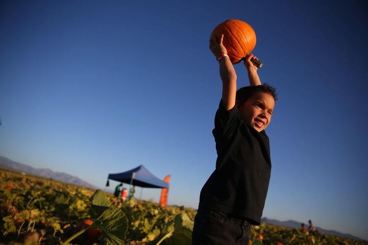 Pumpkin patches in Tucson