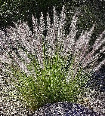 Native grass deals arizona