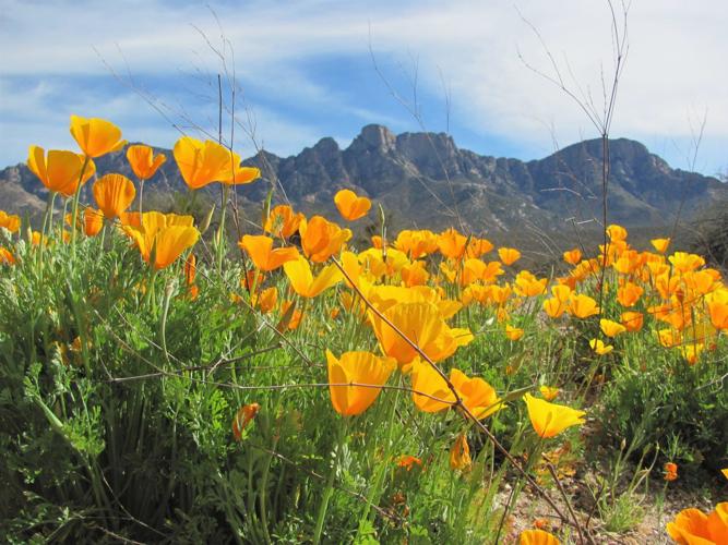 Poppies and mountains