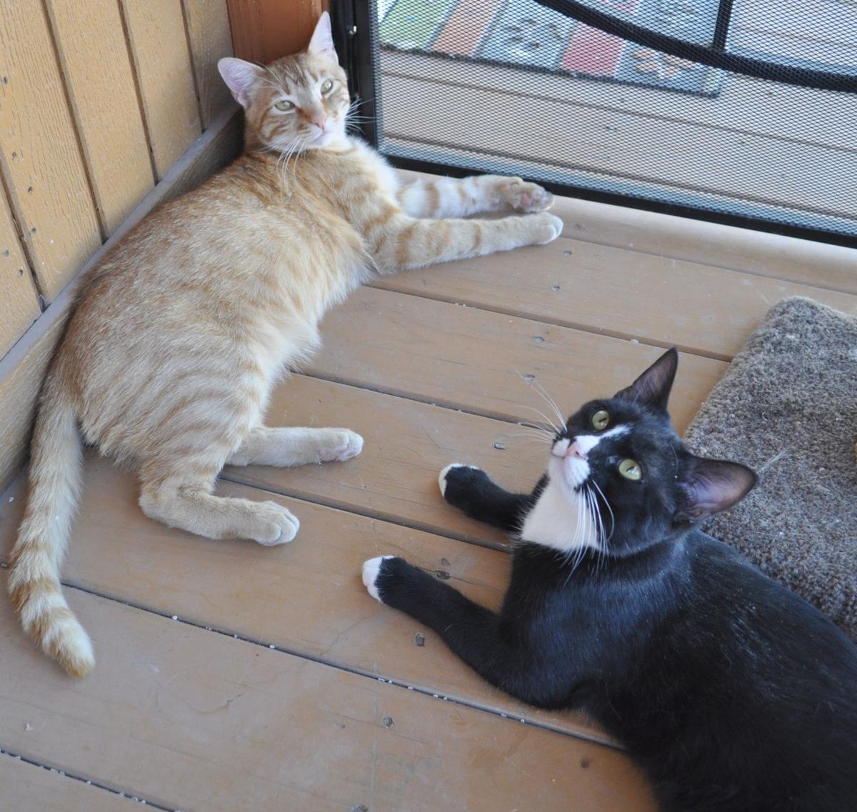 Jerry and Oreo