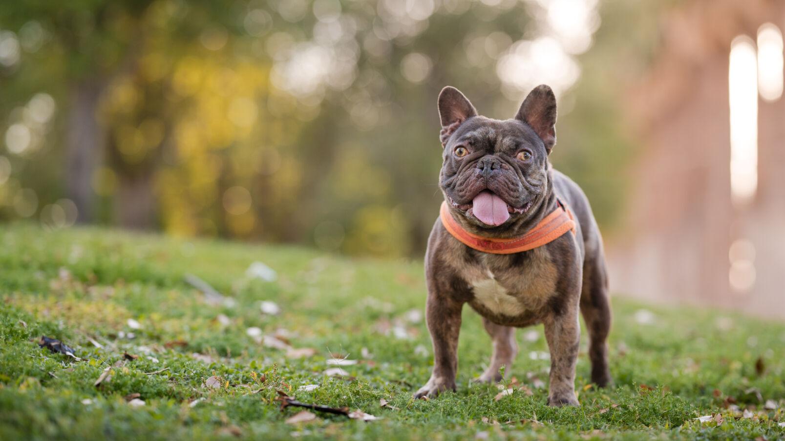 Local dog photographer takes free portraits for foster dogs - Vimarsana News