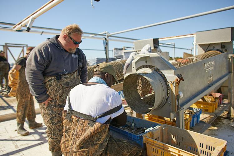 Cherrystone Aqua-Farms