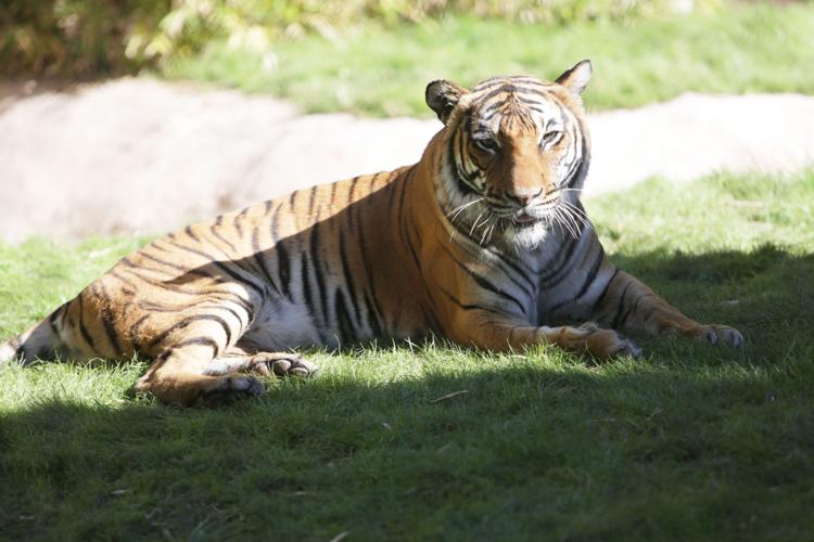 How to put hand cream on a tiger's paws