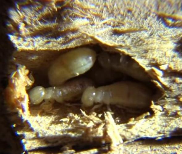 Drywood-Termites-9.8.26-2.JPG