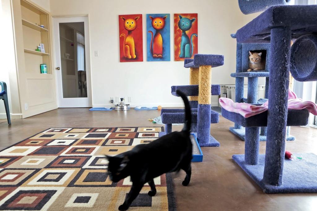 When A Cat Lover Dies Or Becomes Ill This Place Is Heaven Local