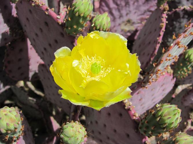 Prickly pear flower