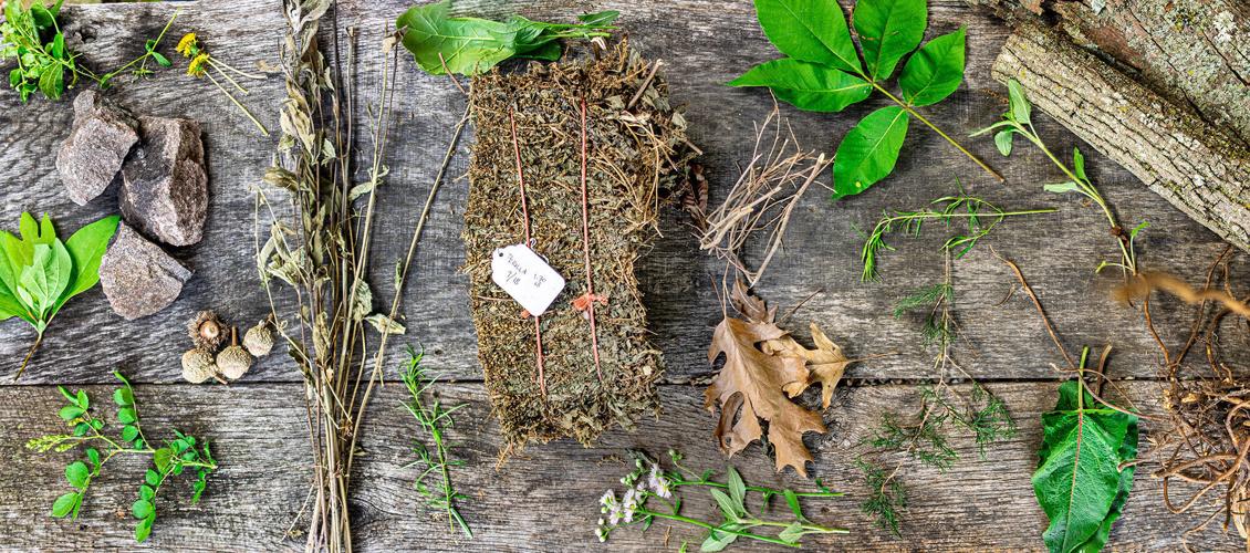 Scratch - foraged items