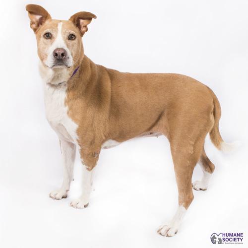 Adopt a friend: Jamie