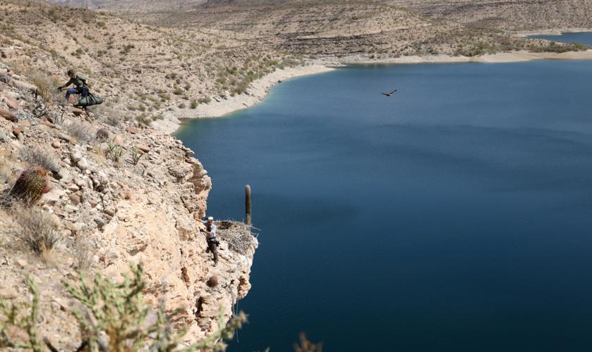 Protecting bald eagles in Arizona a rigorous undertaking