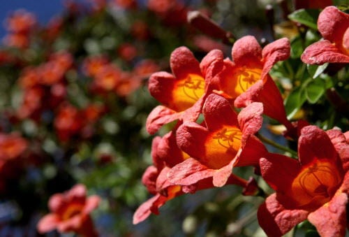 Tangerine beauty cross vine