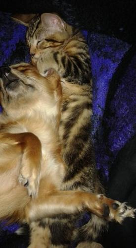 Happy National Dog Day!