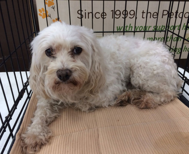 Pets for adoption