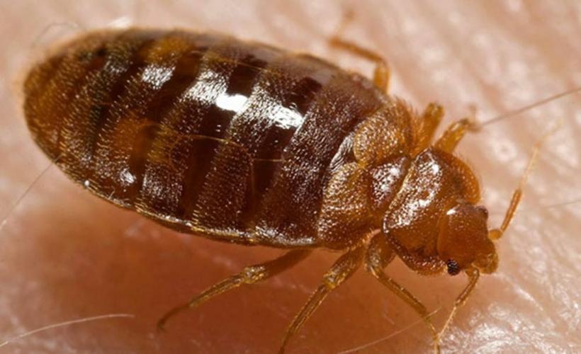 Bedbug-Closeup.jpg