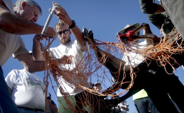 Bighorn sheep capture
