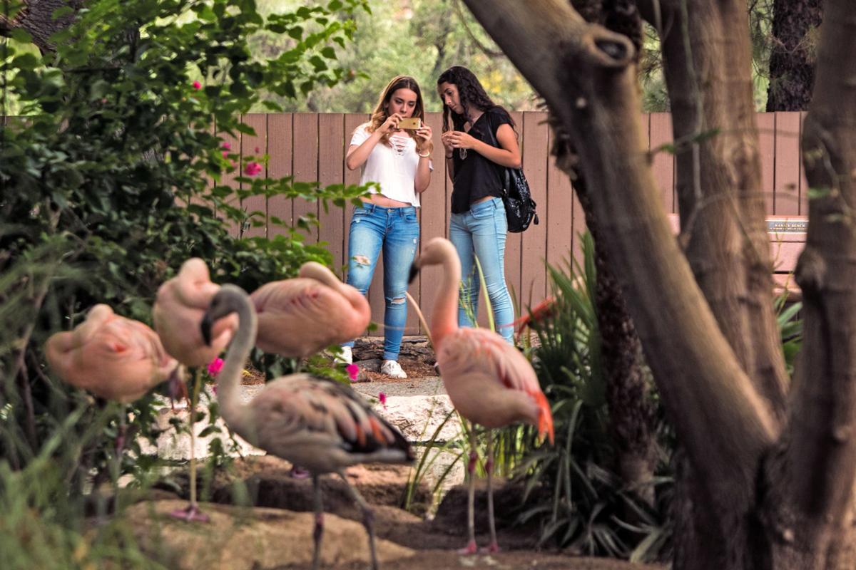 Reid Park Zoo flamingos