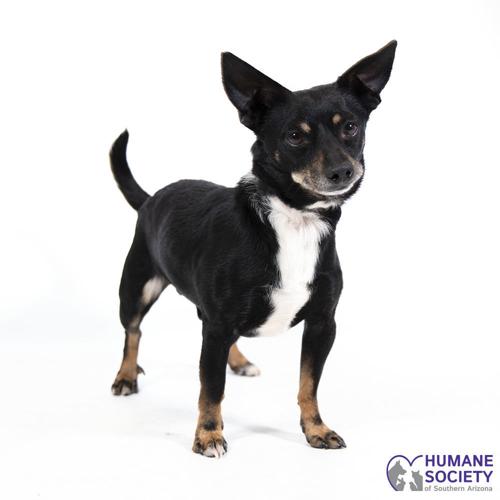 Adopt a friend: Niles