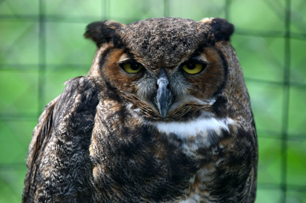 Animal shots of the week
