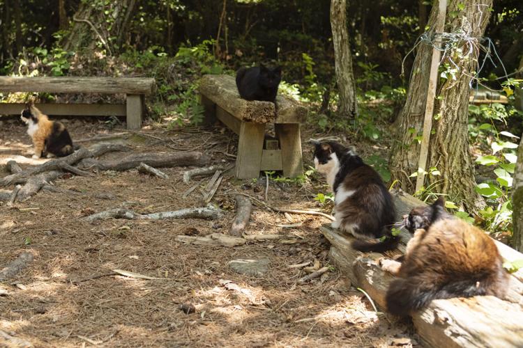 Japan Island of Cats Photo Gallery