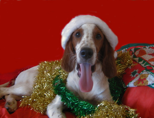 Tucson's holiday pets