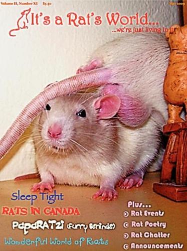 Oh, rats: The maligned pets  