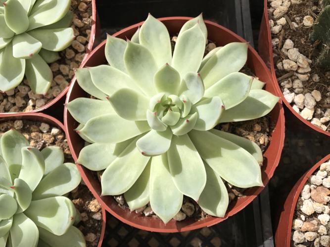 Tohono Chul Spring Plant Sale