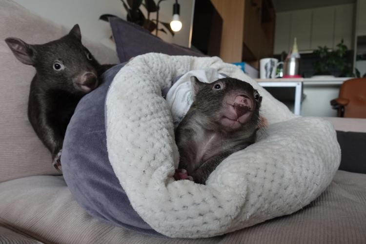 Wombats, snails, ferrets: The animals that brought us joy during the pandemic