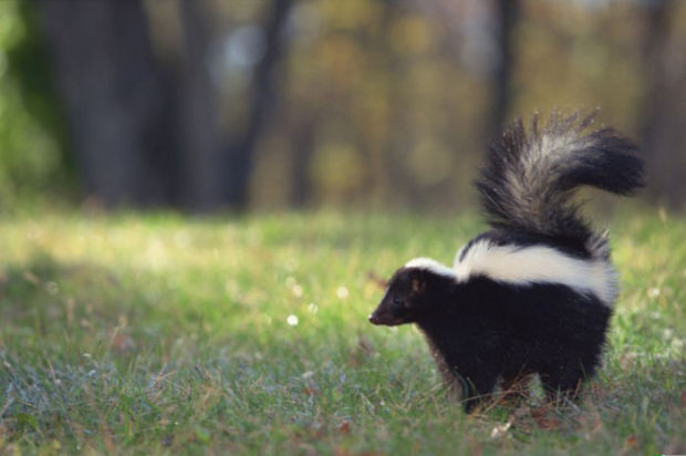 Rabid skunk