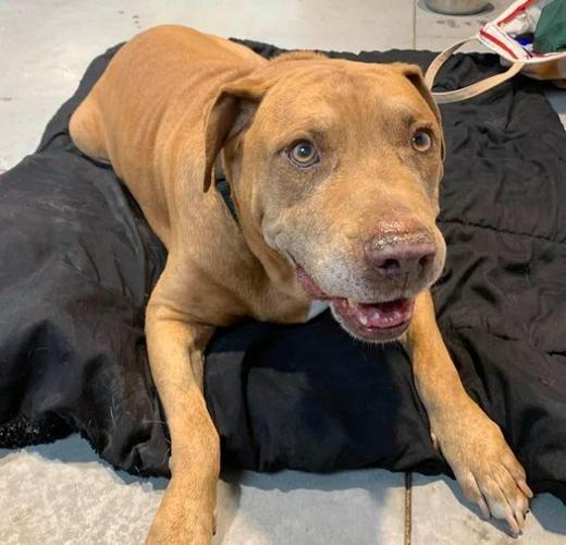 Adopt a friend: Diesel