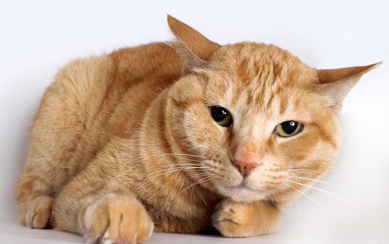 Adopt A Friend: Anastacia