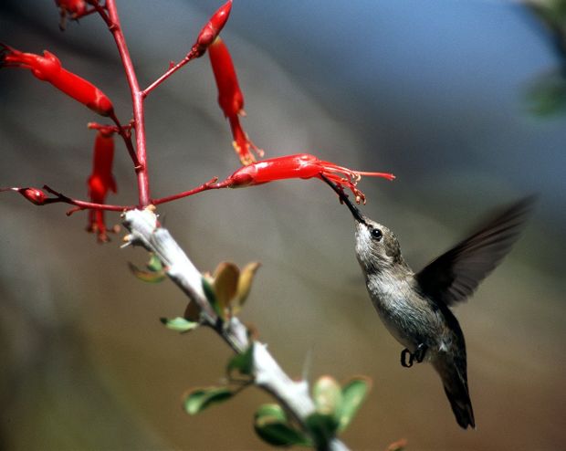 Animals at the Arizona Sonora Desert Museum