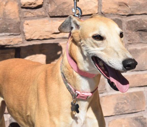 Southern Greyhound Adoption: Willow