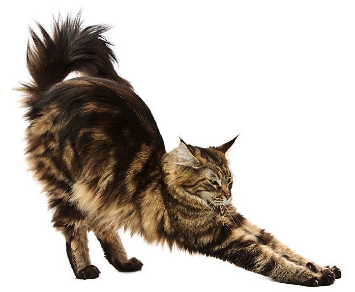Cat Yoga