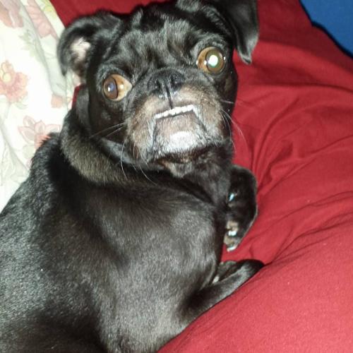 Happy National Dog Day!