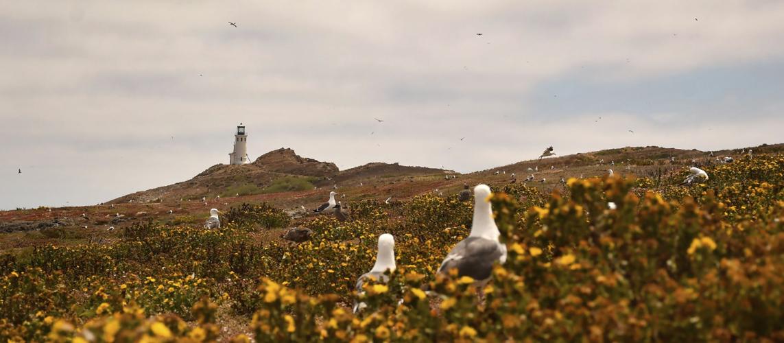 TRV-UST-CHANNEL-ISLANDS-2-LA