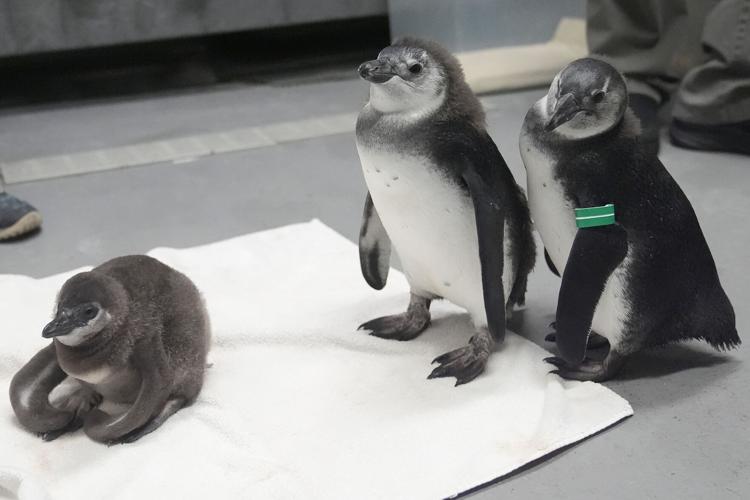 Baby Penguin Boom