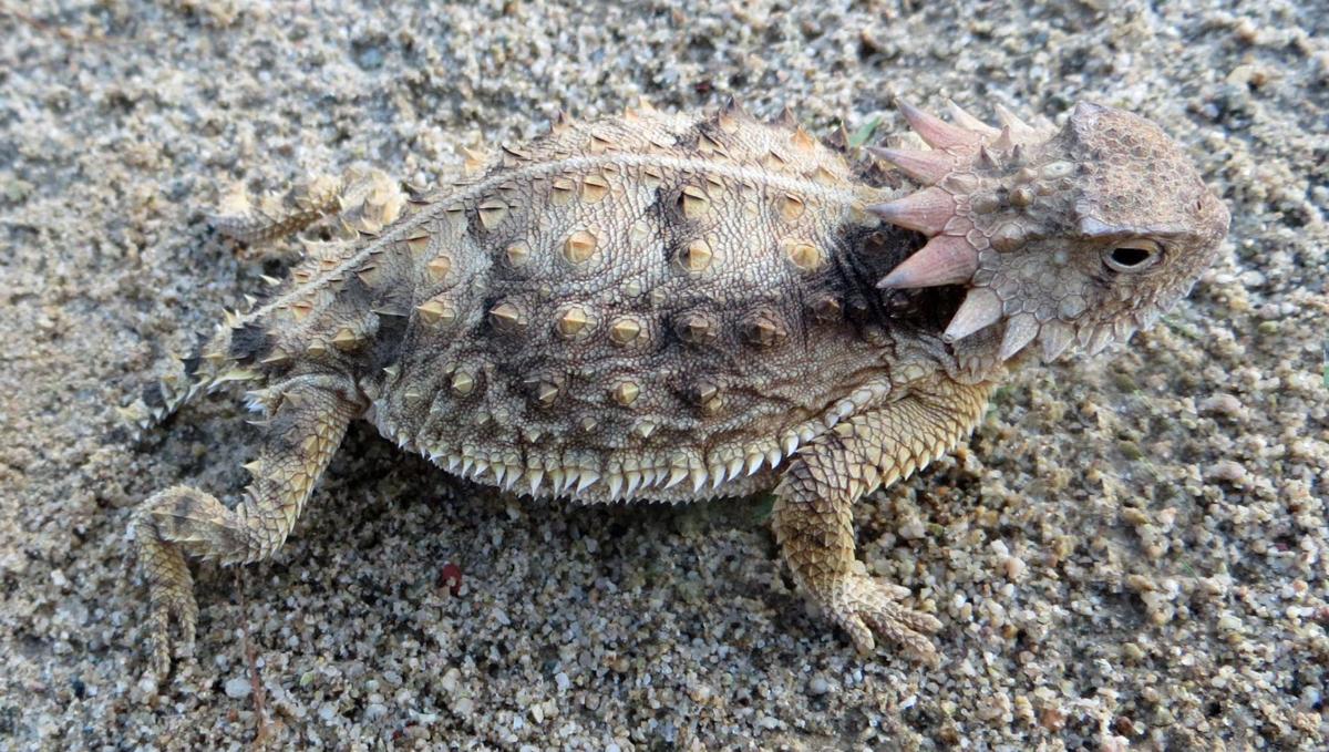 desert horned lizard predators