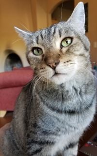 Adopt a friend: Sage