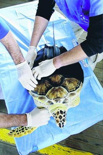 Artificial fin helps sea turtle with just 1 flipper swim straight  