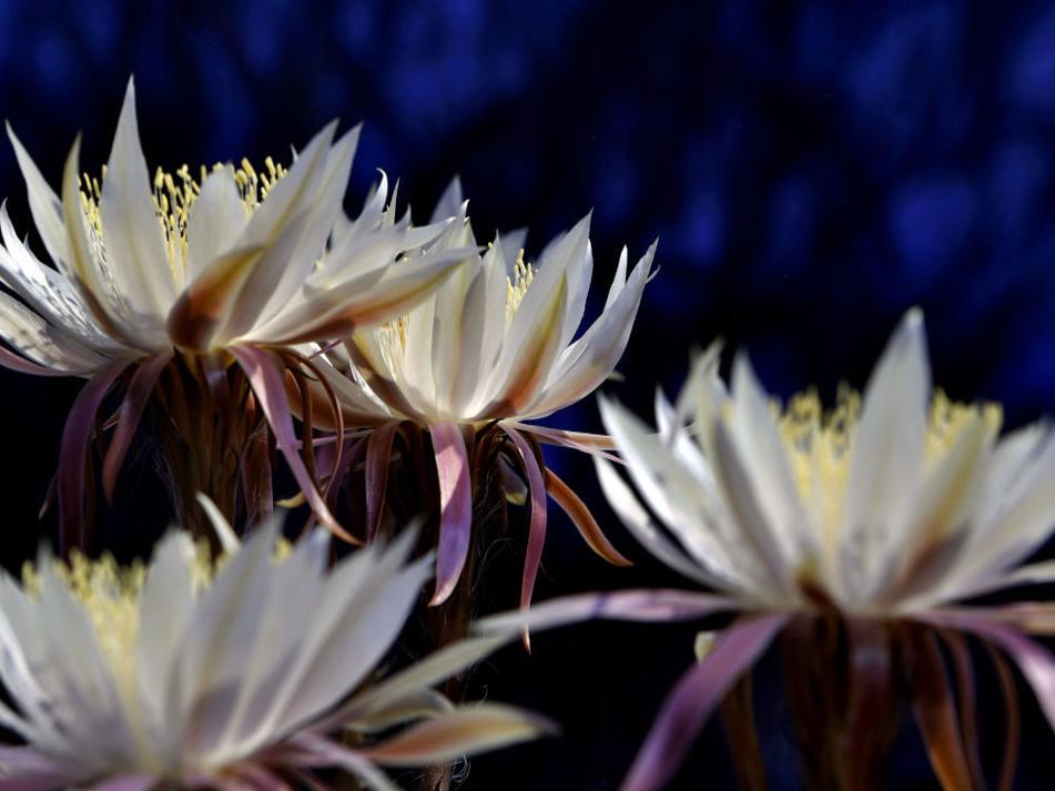 Tohono Chul S Night Bloomers Expected To Open This Weekend Local News Tucson Com