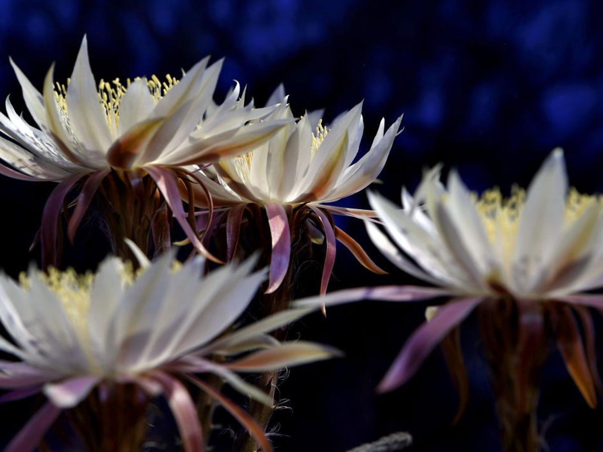 Tohono Chul S Night Bloomers Expected To Open This Weekend Local News Tucson Com