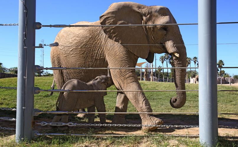 New Reid Park baby elephant