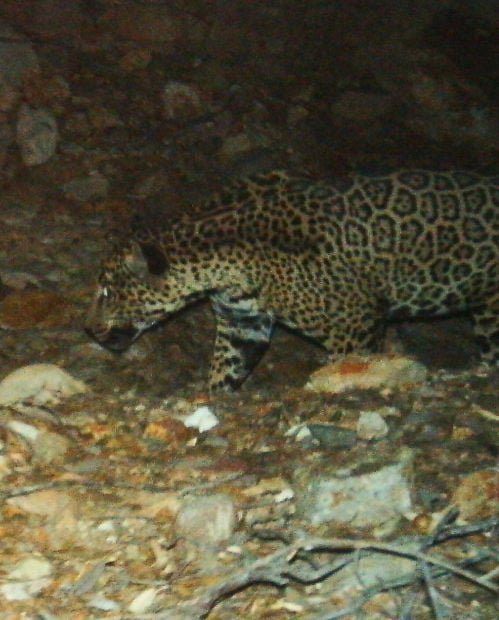 Jaguar roves near Rosemont mine site    