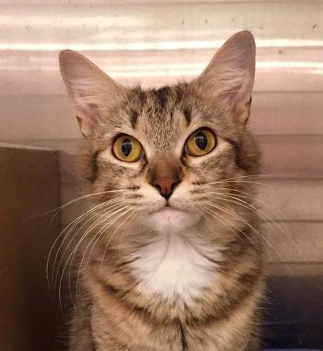 Adopt A Friend: Samantha