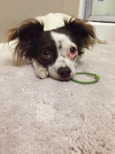 Happy National Dog Day!